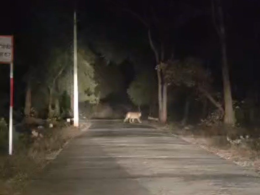 खवासा-टुरिया मार्ग पर सड़क पार करते दिखा बाघ।