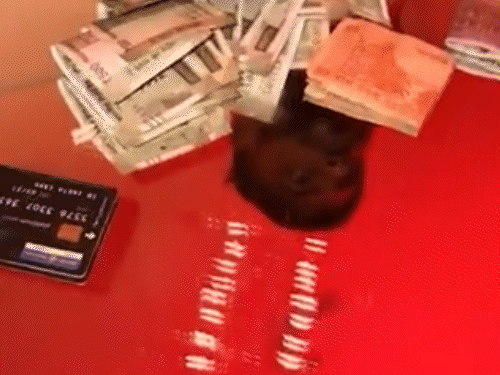 रायपुर में एक बार फिर ड्रग्स के साथ युवक-युवती का वीडियो वायरल हुआ है। - Dainik Bhaskar