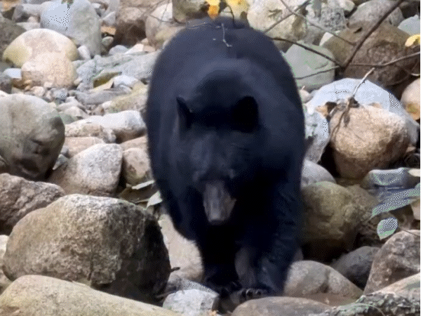 मुकुंदपुर सफारी में बंगाल टाइगर और भालू को ठंड से बचाने का इंतजाम किया गया है।