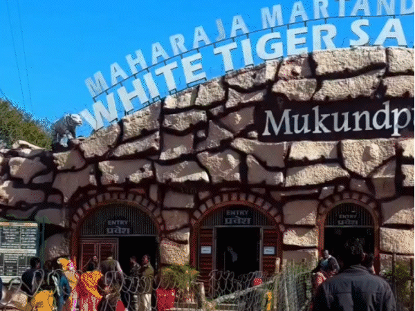 मुकुंदपुर व्हाइट टाइगर सफारी 250 एकड़ में फैला है।