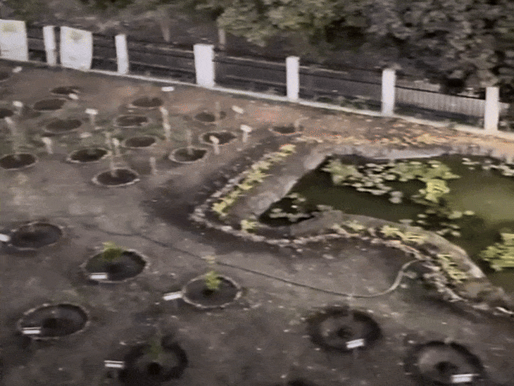 गार्डन में तैयार किया गया कमल कुंड।