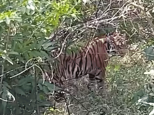 पेंच टाइगर रिजर्व से बाघिन को ट्रेंकुलाइज करके रामगढ़ टाइगर रिजर्व में लाया गया है