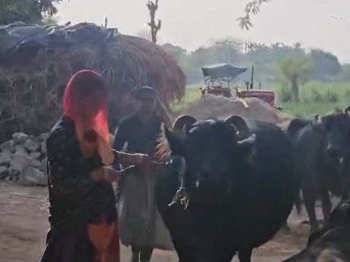 समाज अध्यक्ष सुजानाराम की पुत्रवधू पशुओं की देखभाल में व्यस्त थी।