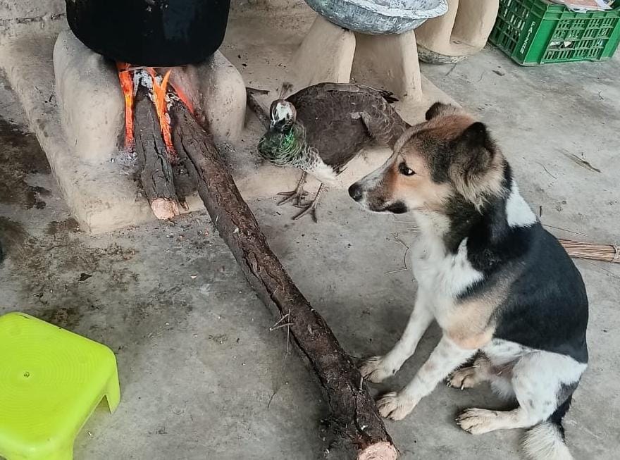 औरैया में कड़ाके की ठंड पड़ रही है। तुलसीपुर गांव में चूल्हे के पास ठंड से बचने के लिए कुत्ता और मोर साथ बैठे नजर आए।