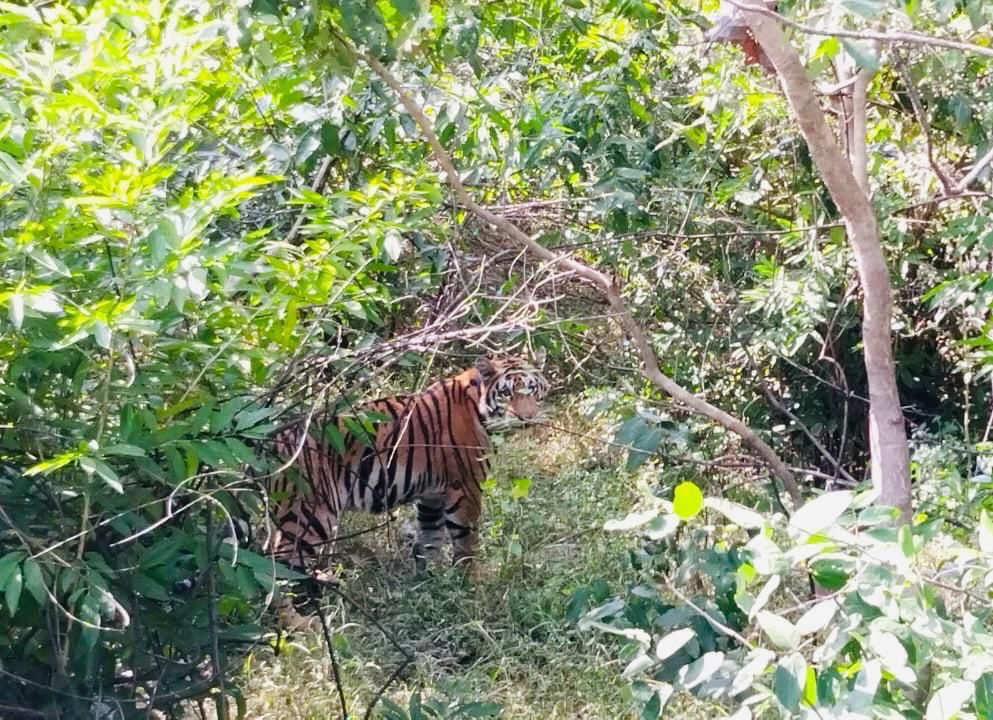 ट्रेंकुलाइज करने पहुंची टीम को पेंच टाइगर रिजर्व में दिखी बाघिन फिर ओझल हो गई थी