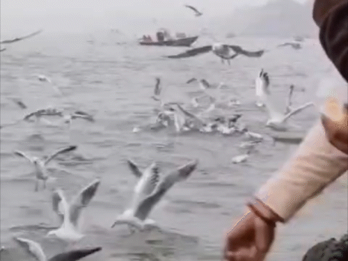 वाराणसी में घना कोहरा छाया हुआ है। सुबह पर्यटक गंगा में साइबेरियन पक्षियों को दाना खिलाते नजर आए।