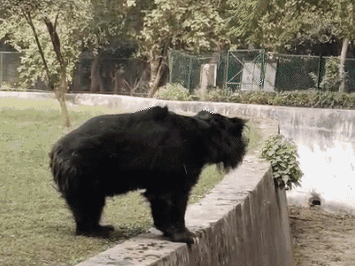 भालू को दोगुना शहद पिलाया जा रहा है। उसे शकरकंद और अंडा खिलाया जा रहा है।