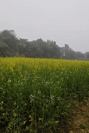 कोहरे से फसलों में कीट और रोग बढ़ सकते हैं।