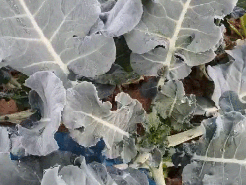 राजस्थान के सीकर के पलसाना में सुबह खेतों में फसलों पर ओस की बूंदें जमी नजर आईं।