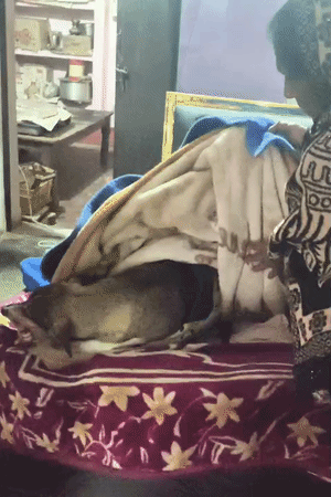 यही कुत्ता है जिसका इलाज चल रहा है। परिजनों का कहना है कि इसकी लगातार दवा चल रही है, लेकिन सुधार नहीं हो रहा।