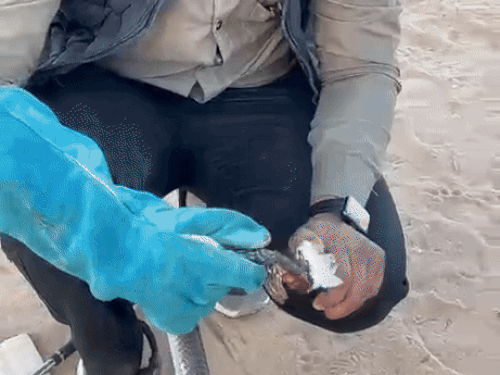 स्नैक कैचर साहिल खान ने किया घायल सांप का इलाज।