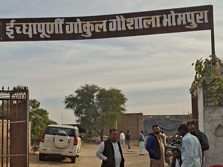 भोमपुरा में स्थित गोशाला में खराब चारे की वजह से गोवंश की मौत हो गई थी।