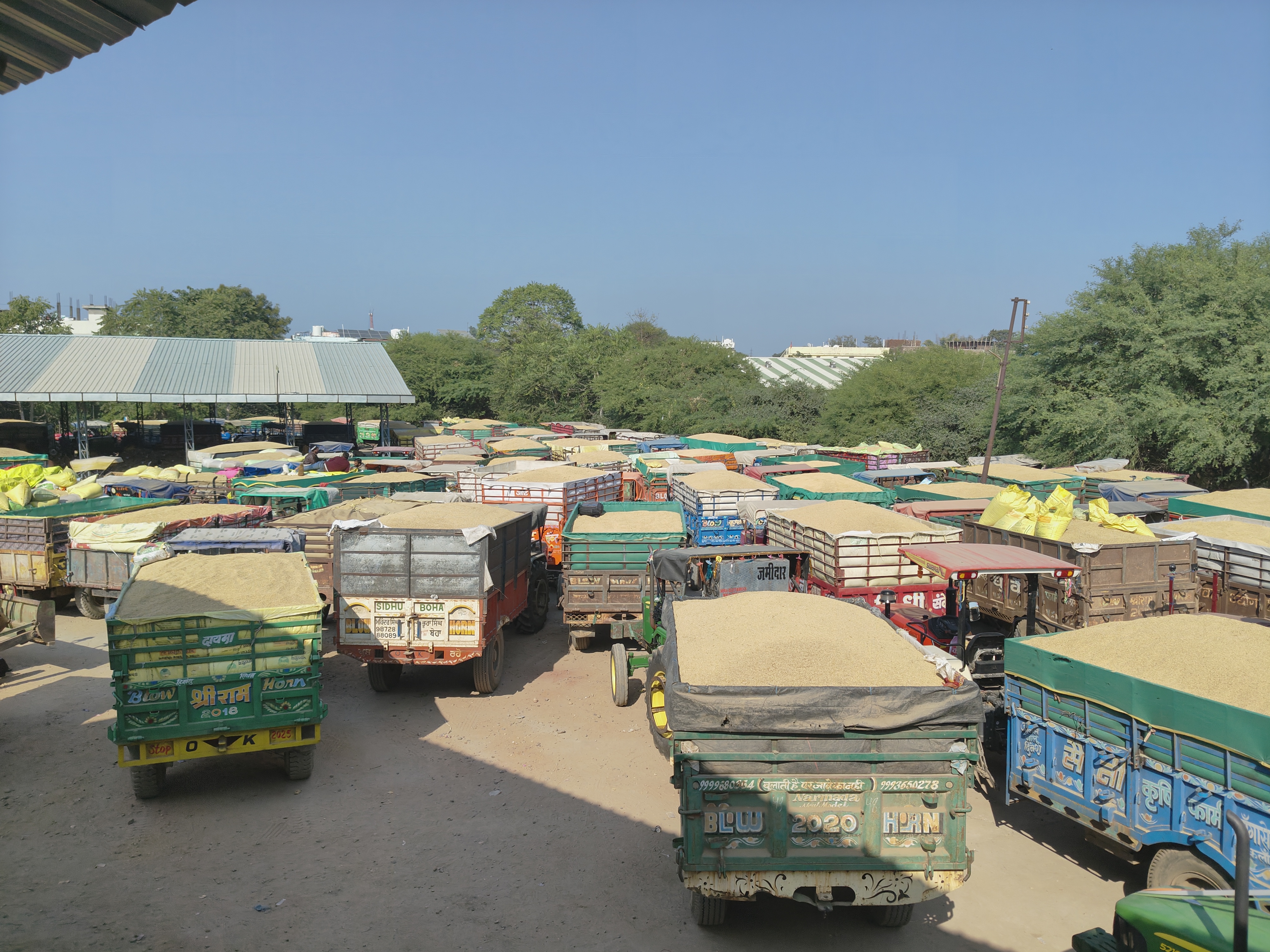 धान बिकने के लिए खड़ी ट्रालियां।