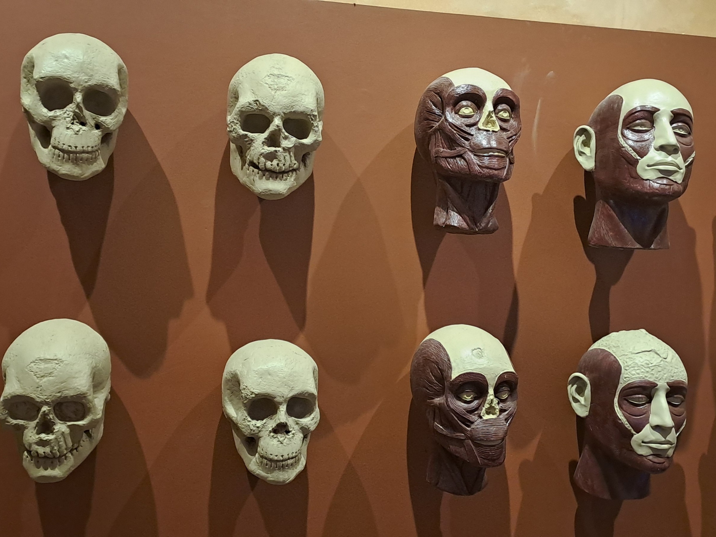 :राखी शाहपुर स्थित हड़प्पन नॉलेज सेंटर में प्रदर्शित सामान।