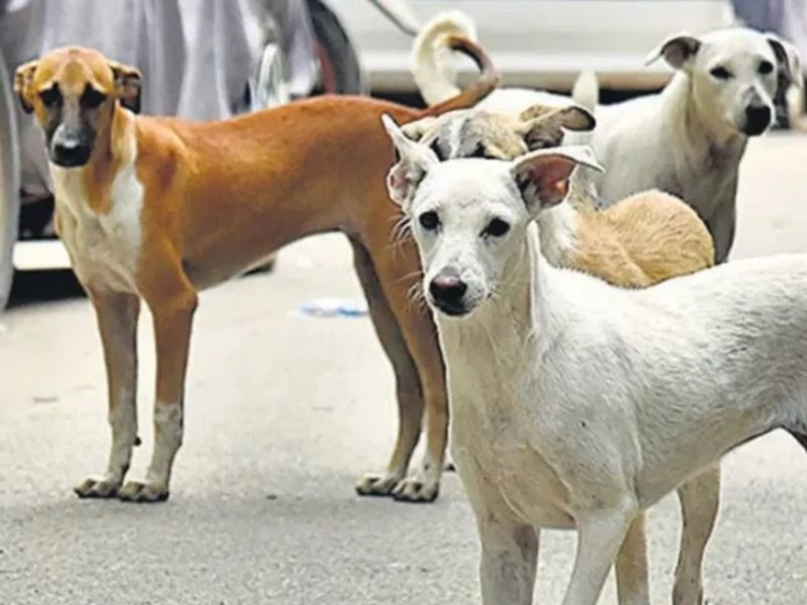कुत्तों का टीकाकरण, स्वास्थ्य जांच और नसबंदी कर उन्हें शेल्टर होम में शिफ्ट करने की मांग की गई। फाइल फोटो।