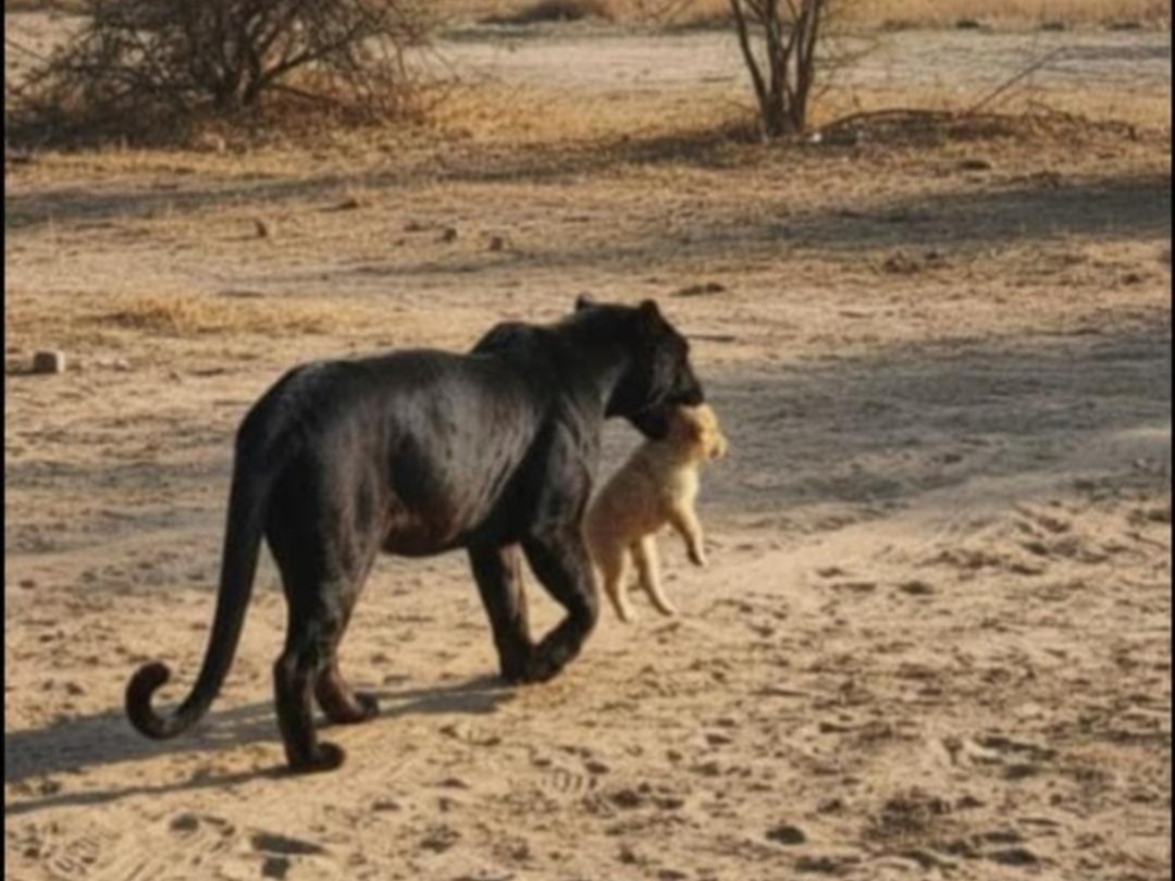 छोटी खाटू में ब्लेक पेंथर का मुवमेंट