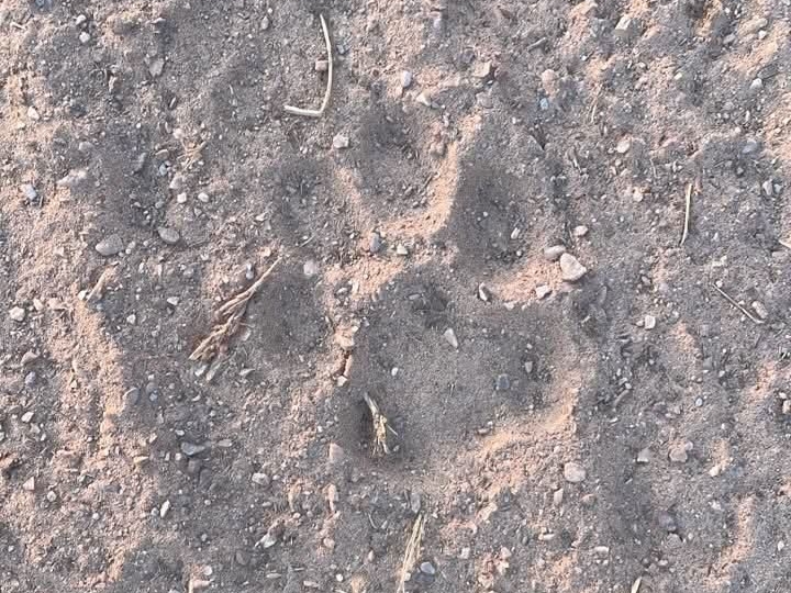 पेंथर के पगमार्क की वनविभाग ने भी की पुष्टि