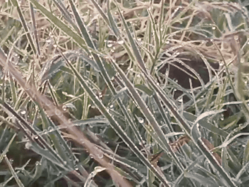 राजस्थान: कोटा के ग्रामीण इलाकों में शुक्रवार सुबह धुंध छाई रही। खेतों में ओस की बूंदें जम गईं।