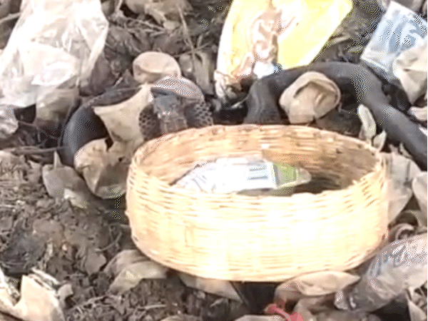 जबलपुर में एक सपेरा शराब के नशे में अपने नाग को शराब दुकान पर छोड़कर चला गया।