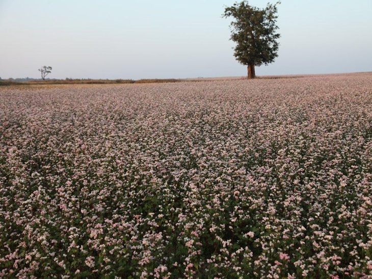 मैनपाट में लहलहाती टाउ की फसल