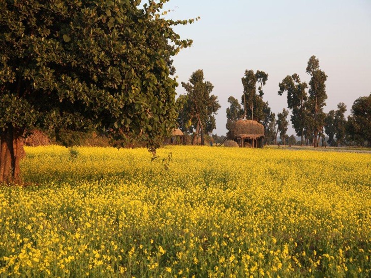 ठंड में फूलों से लदी सरसों की फसल।