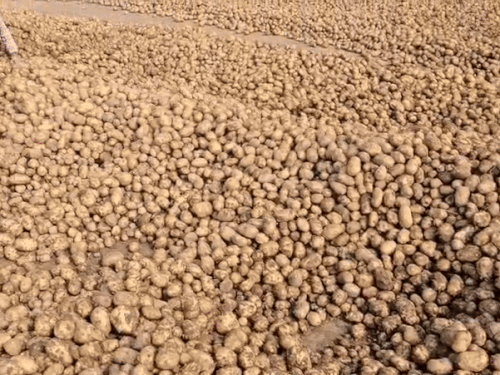 लगातार गिर रहे सफेद आलू के भाव।