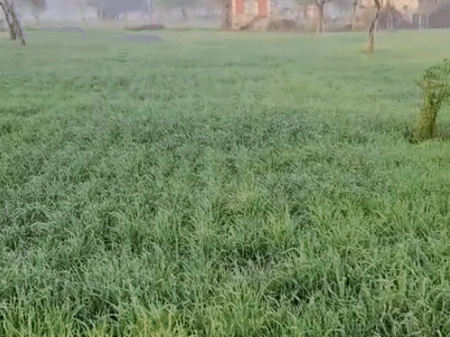 शनिवार को सीकर में फसलों पर ओस की बूंदें जम गईं।