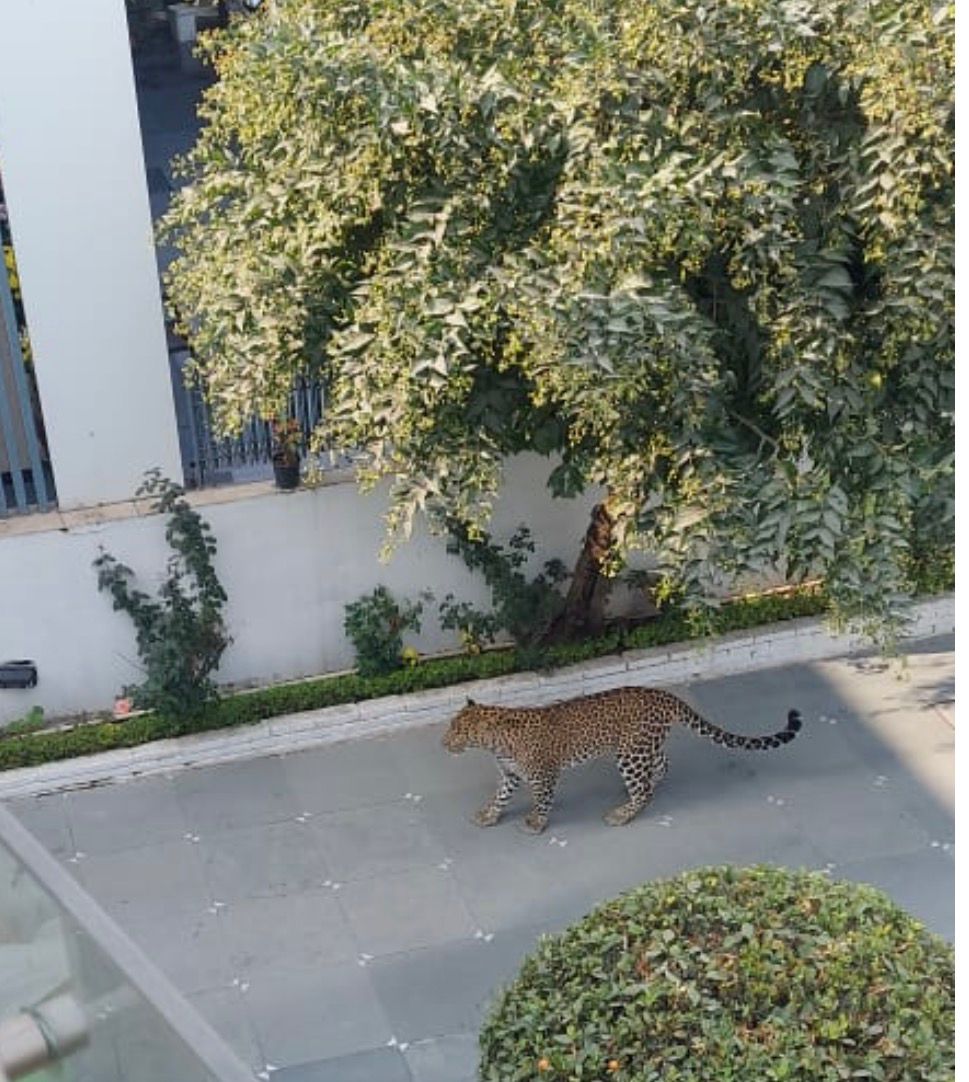 सेक्टर-6 की कोठी नंबर 252 में तेंदुए को घुसा देखा गया।