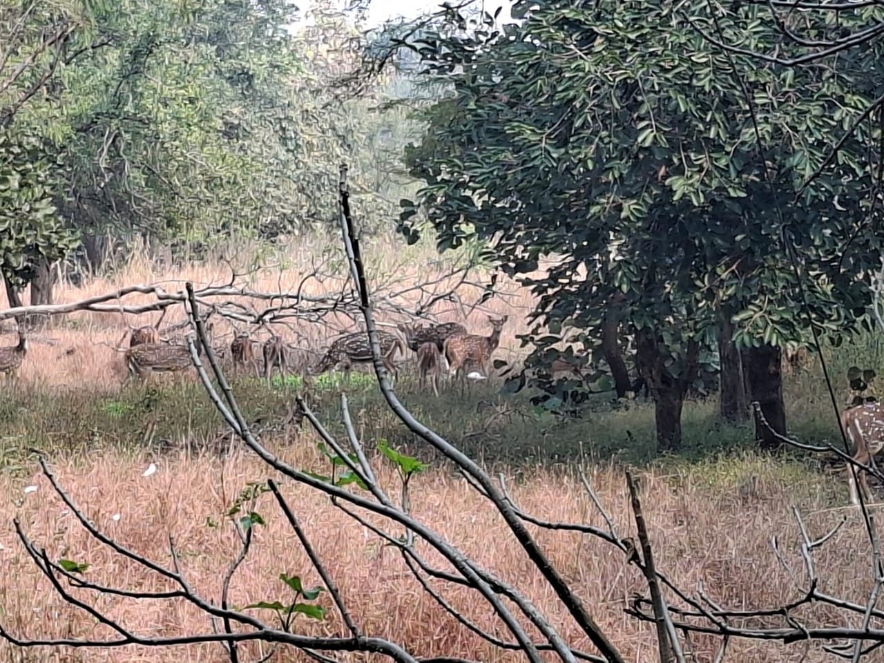 यहां पर्यटकों को हिरण, मोर, बारहसिंगा समेत कई प्रजाति के जानवर मिल जाएंगे।