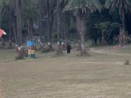 भालू ने टायर पकड़कर खाया झूला।