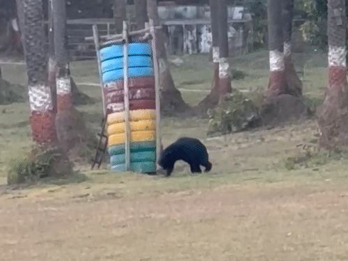 गुलाटी लगाते नजर आया भालू।