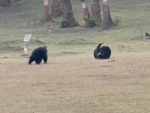 आपस में मस्ती करते हुए दिखाई दिए भालू।