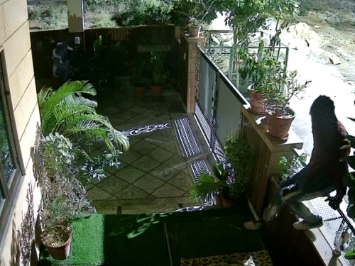 एक-एक करके तीन चोर मकान में घुस गए, पूरा घटनाक्रम सीसीटीवी कैमरे में कैद हो गया