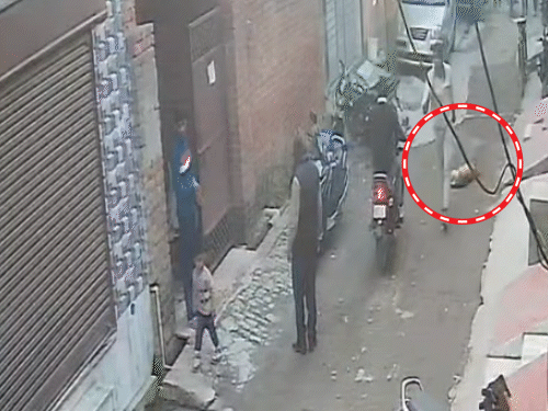 आरोपी युवक स्ट्रीट डॉग को मारने के बाद उसकी लाश को घसीटता रहा।