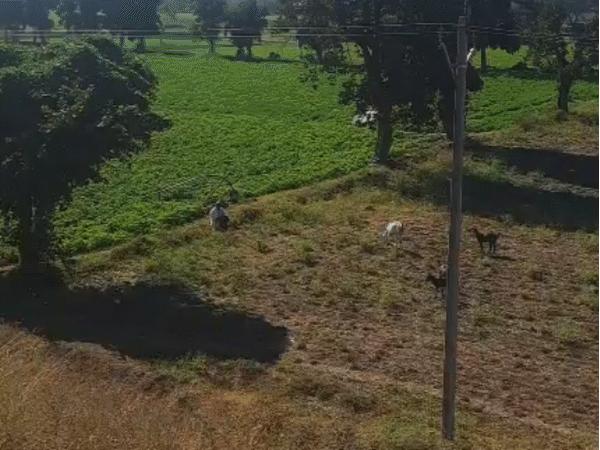 मानसिंह राजोरिया का खेत, जहां इस साल वह बुवाई ही नहीं कर सका।