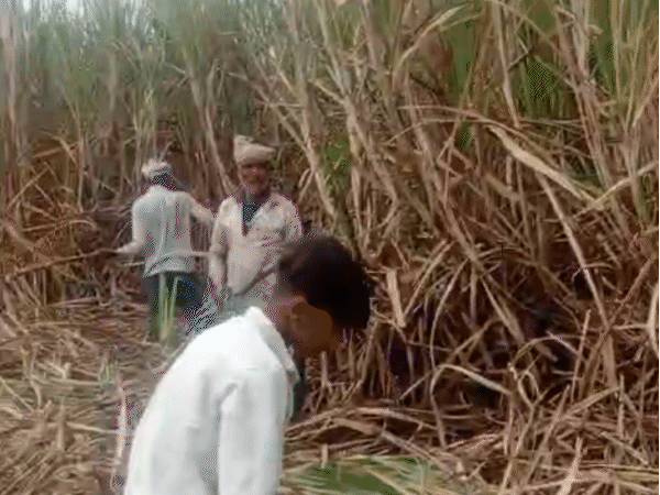 प्रतापगढ़ के मजदूरों को इंदौर में काम करने का कहकर महाराष्ट्र ले जाया गया। वहां गन्ने के खेतों में दिन-रात काम करवाया जाता था।