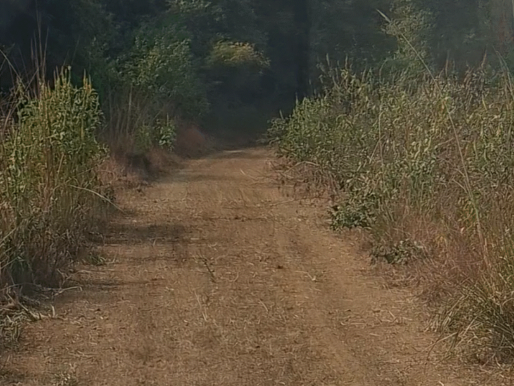 डुमना पार्क में हर साल बड़ी संख्या में पर्यटक पहुंचते हैं।