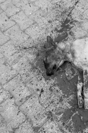 बुरी तरह हमले से घायल डॉग की मौत हो गई।