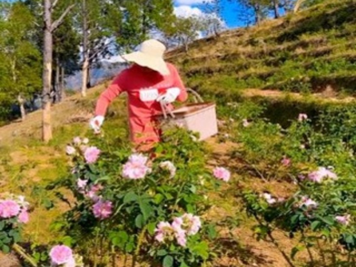 दमिस्क गुलाब की पंखुड़ियां 1500 से 1800 रुपए किलो तक बिकती हैं।