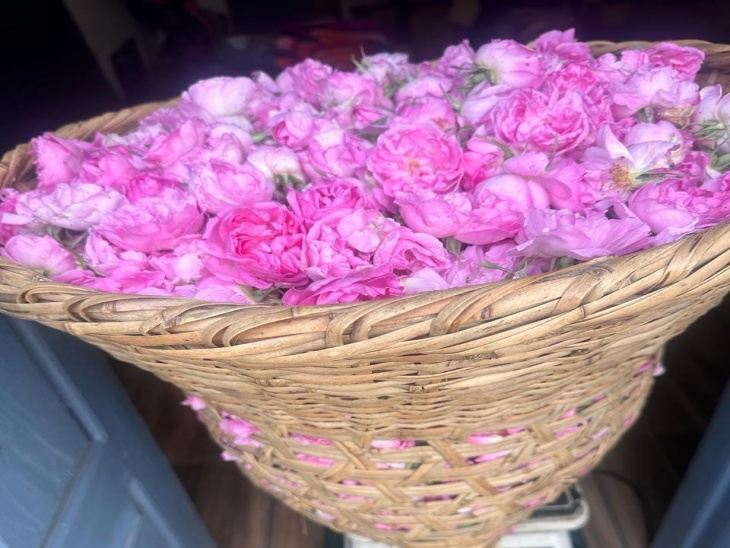 पिथौरागढ़ में बंजर खेतों में महकी गुलाब की खुशबू:  रोज वॉटर तैयार कर बाजार में बेच रही महिला, पलायन रोकने में बनी मिसाल – Pithoragarh News