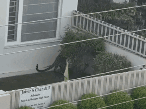 पंचकूला सेक्टर-6 में दीवार फांदने का प्रयास करते तेंदुआ।