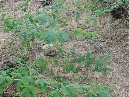 झाड़ियों में मिला मानव कंकाल व काले कपड़े में मिला शव का कंकाल।