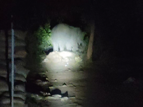 बार बार रोशनी पड़ने पर भी हाथी लौटा नहीं, बल्कि नहीं डटा रहा।