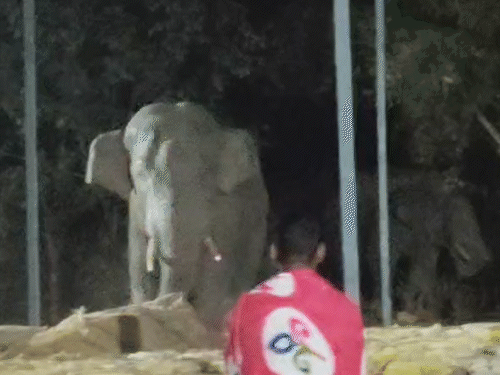 हाथी धान खाने से ज्यादा बोरियों का नुकसान कर रहे है। इसलिए ग्रामीण परेशान।