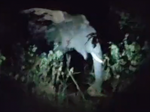 पेट भरकर धान खाने के बाद हाथी जगल लौट जाते है।