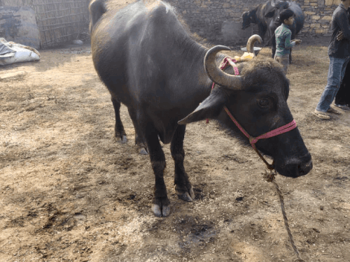 नूंह के बूचड़खाने में जा रहे 17 पशु बरामद:  क्रूरता पूर्वक बांधकर लाए जा रहे थे पशु,आरोपी राजस्थान के रहने वाले – Nuh News