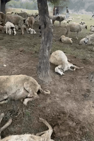 मरी हुई भेड़ों के पैर अकड़ गए हैं। पूरा शरीर एकदम टाइट हो गया।