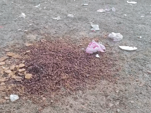 राष्ट्र प्रेरणा स्थल के उद्घाटन में आए लोगों के बचे लंच पैकेट ऐसे ही जमीन पर फेंक गए। आशंका है कि इन्हें खाकर भेड़ों की मौत हुई।