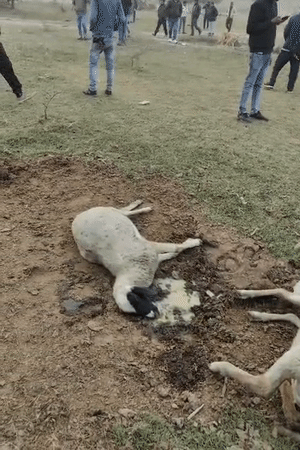 भेड़ों के मुंह से झाग निकल रहा है, जिसके बाद उनकी मौत हो रही है।