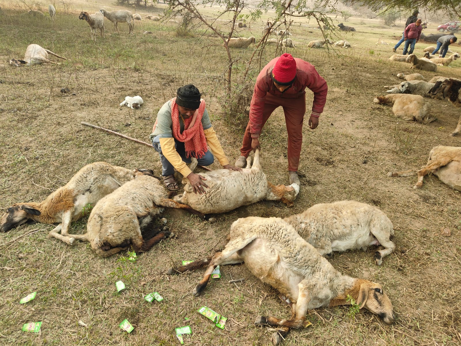 एक चरवाहा मरी हुई भेड़ों के पास बैठकर रो रहा था।